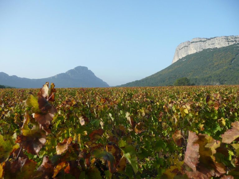 Vignobles et vendanges