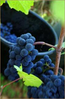 Bourgogne : le millésime 2012