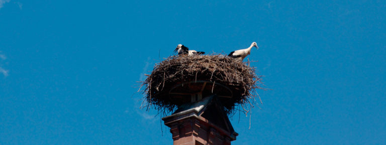 L'Alsace, sans attendre
