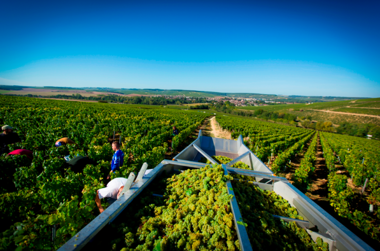 Chablis en 2012