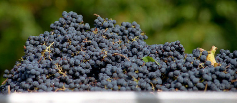 Les cinq vins pour retrouver la fraîcheurde vos vingt ans