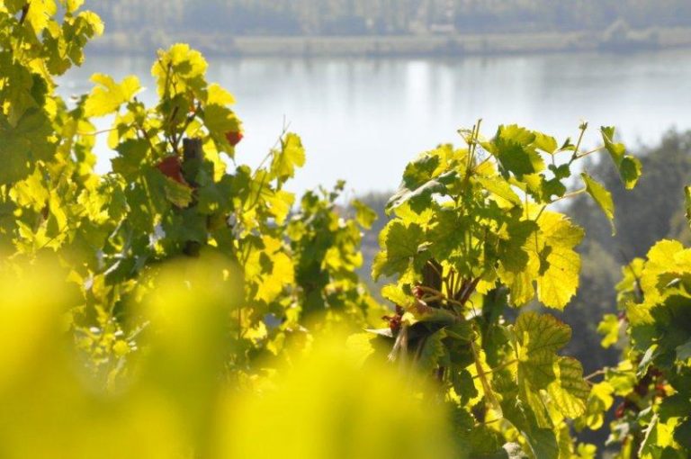 Les droits de plantation, l’avis de Bettane