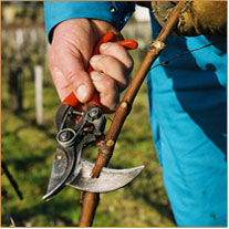 La taille à Pichon-Longueville