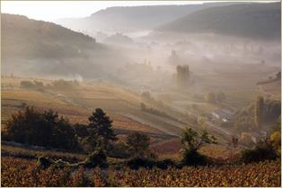 La viticulture bourguignonne de demain