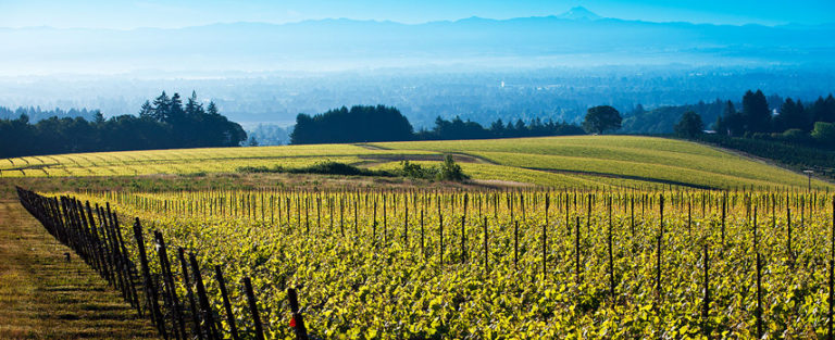 Drouhin confirme en Oregon