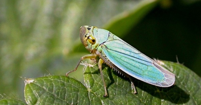 Bourgogne : le buzz de la cicadelle