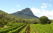 Le Domaine de l’Hortus chez Legrand