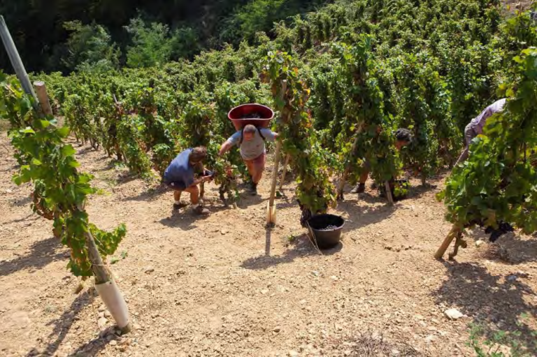 Rhône, c'est parti pour les vendanges