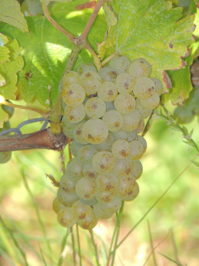 Pouilly-Fumé, un bel équilibre