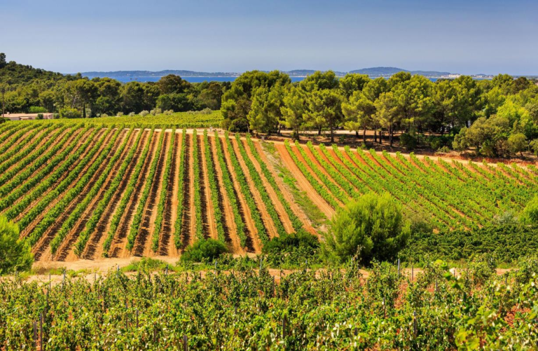 Vendanges précoces en Provence