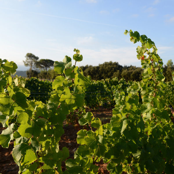 Château La Martinette