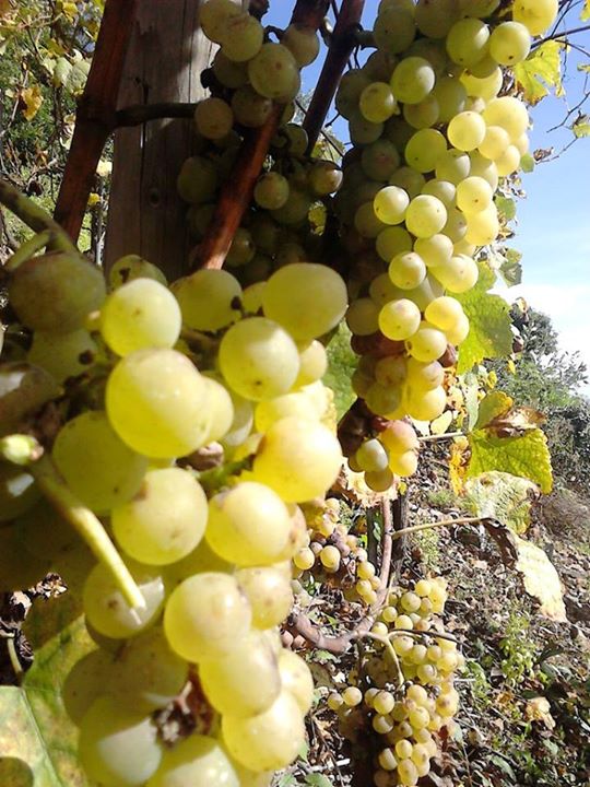 Domaine Schoffit