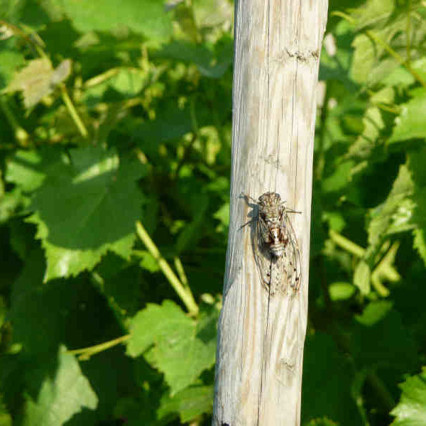 Domaine Louis Magnin