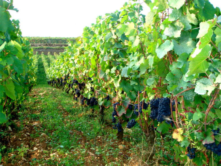 Vosne-Romanée Les Suchots du Domaine Confuron-Cotetidot : voyage au cœur du plus grand des premiers crus de Bourgogne