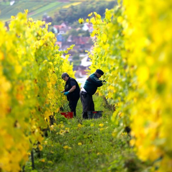Domaine Valentin Zusslin