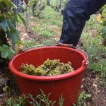 Domaine de la Grande Chaume