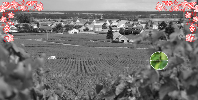 Puligny-Montrachet, sept domaines et leurs vins