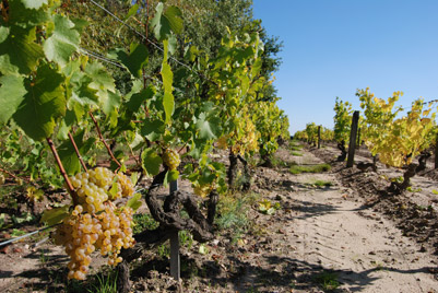 Domaine du Cellier des Cray