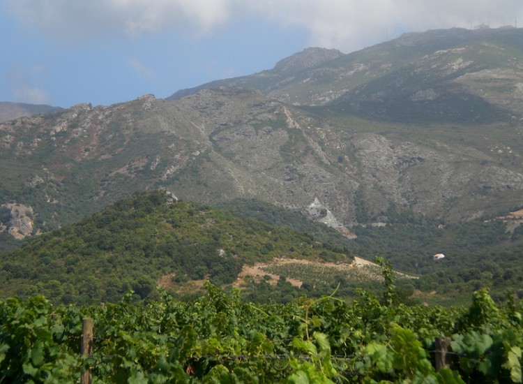 Domaine Gentile
