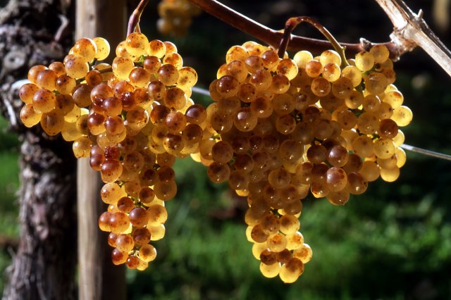 Domaine Cauhapé