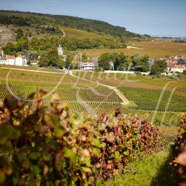 Domaine Amiot-Servelle