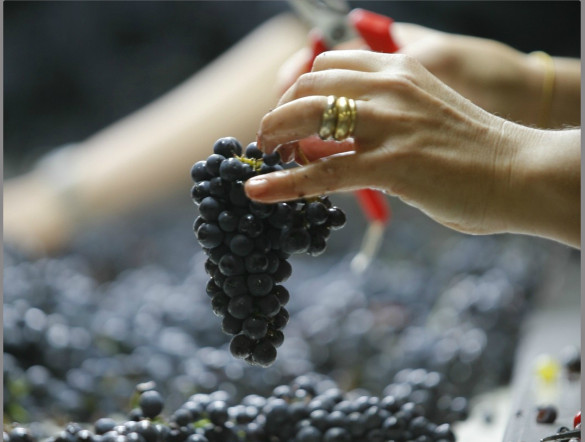 Domaine Georges Mugneret