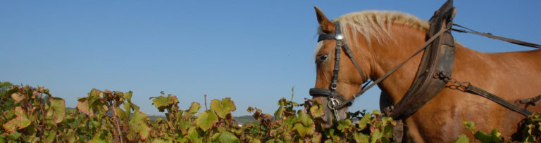 Louis Max, renouveau en duo