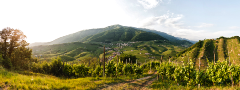 Le Prosecco Superiore en chiffres