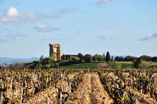 Chateauneuf-du-Pape entame un nouveau cycle