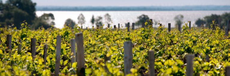 Château Montrose : une viticulture durable