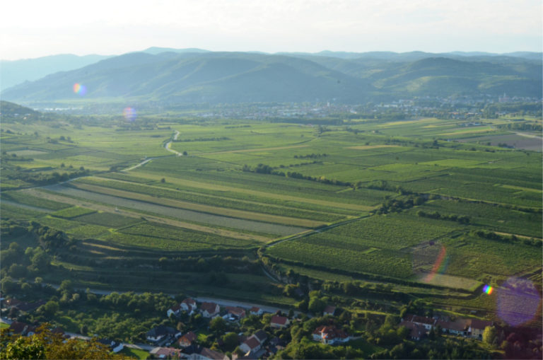 Saga Autriche : une anthologie de grüner veltliner
