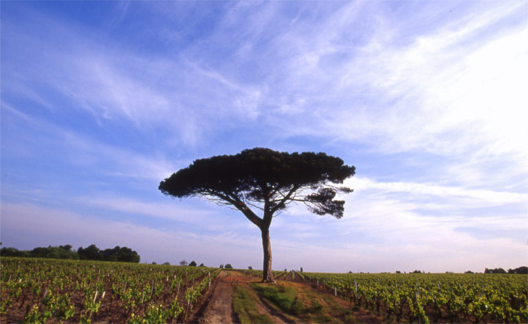 Muscadet : Sous l’égide de Saint-Martin