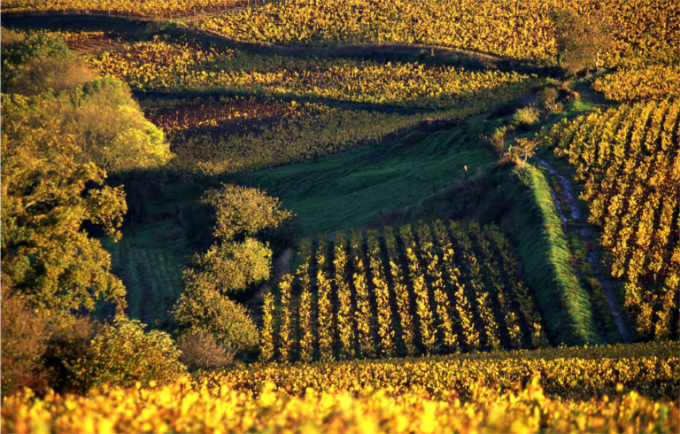 Saga Muscadet : la conduite du vignoble