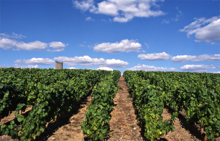 Saga Muscadet : la dégustation et les domaines