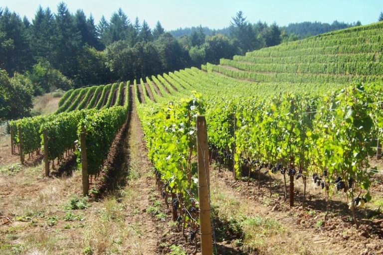 Le groupe Maisons et Domaines Henriot acquiert la winery Beaux Frères en Oregon