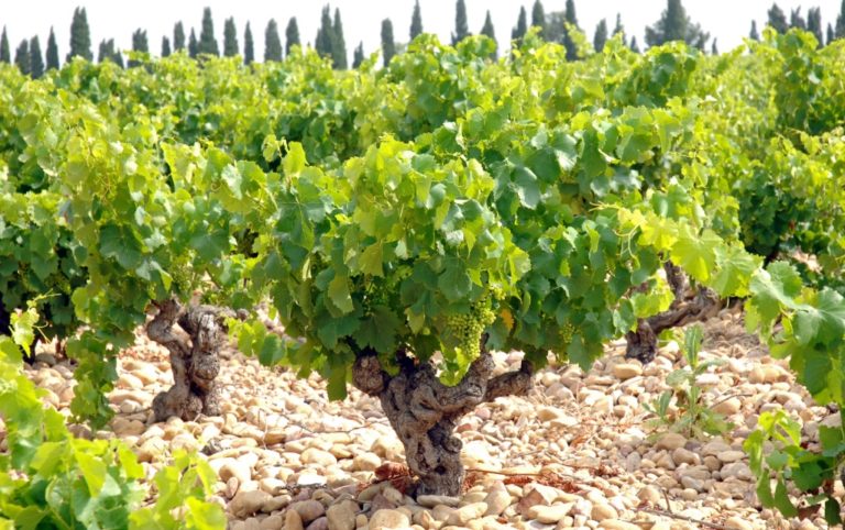 Deux vignobles historiques changent de main