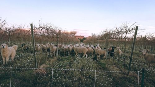 Des moutons dans les vignes 