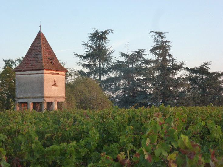 Sauvegarde du patrimoine viticole
