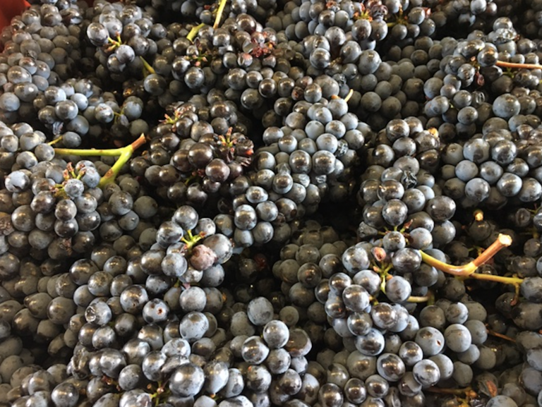 Les raisins de la renaissance