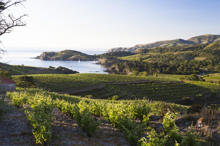 La vigne et ses alliés