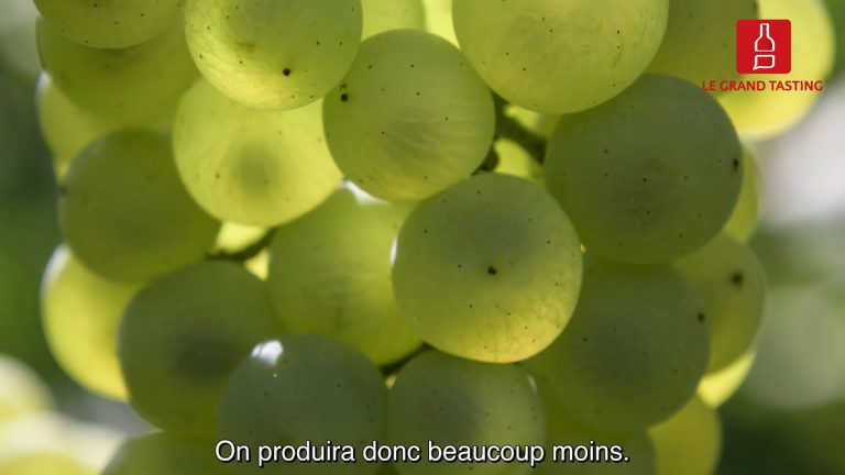 La Champagne de demain