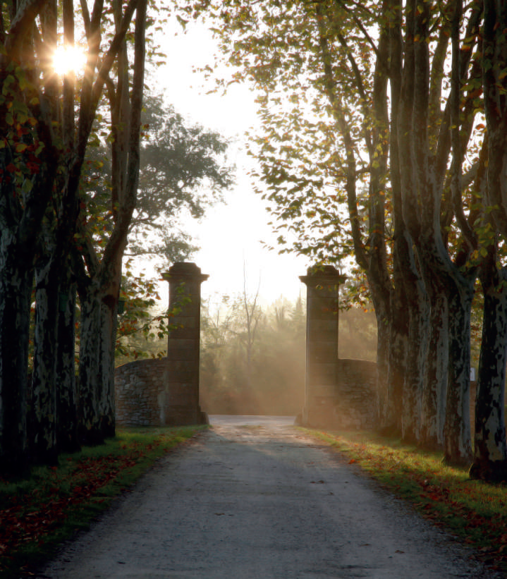 Château Guiraud, ses vignes bio, ses insectes et tout le reste
