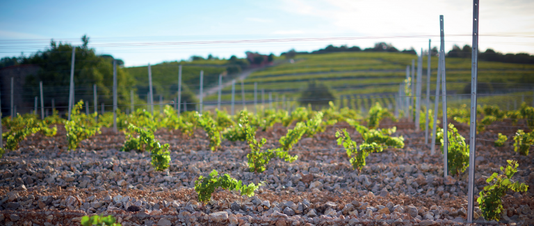 Château Bellini ou le renouveau d’un domaine provençal
