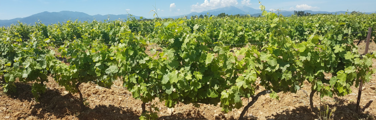 Un nouveau vignoble Cazes au pied du massif du Canigou