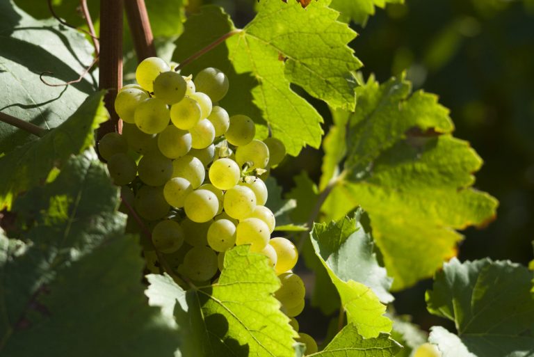 Vendanges 2019 en Champagne, combien de kilos à l’hectare ?