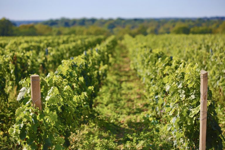 10 000 bouteilles de vin 100 % francilien