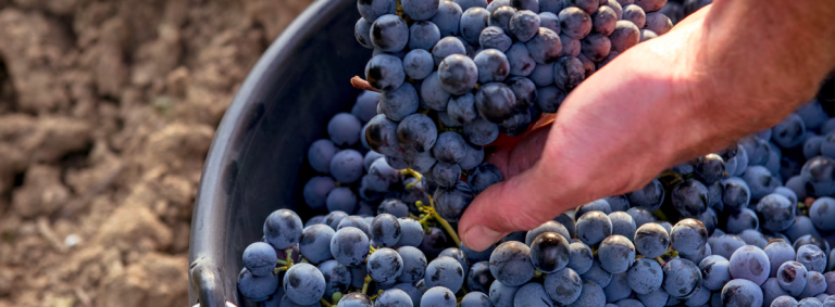Vendanges matinales dans le Lubéron
