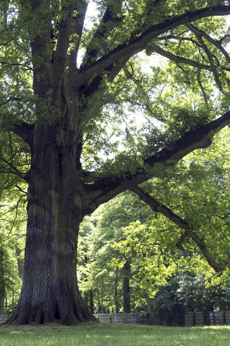 Au château de Versailles, l’histoire est aussi racontée par les arbres