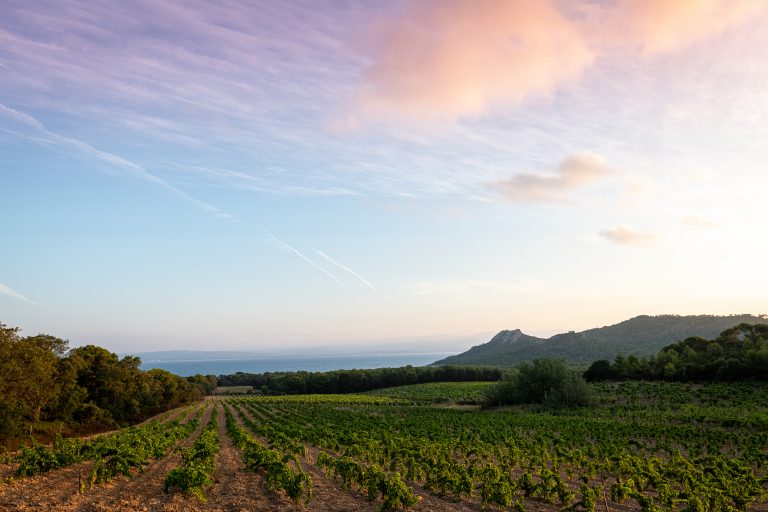 Domaine de l’Ile (Porquerolles), le nouveau vignoble de la maison Chanel