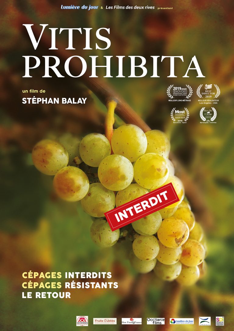 Vitis prohibita, l’histoire des interdits bien défendus